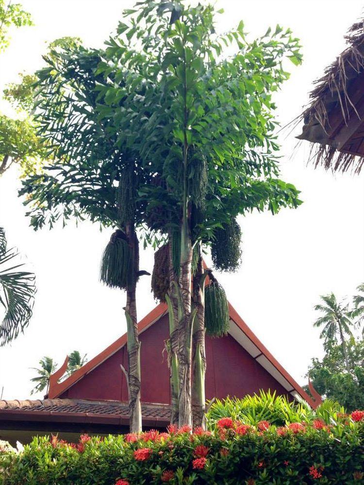 Palm Garden Resort Rawai Exterior foto
